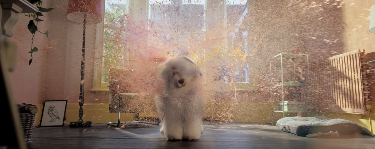White dog running through the room with colourful paint splatter in the air